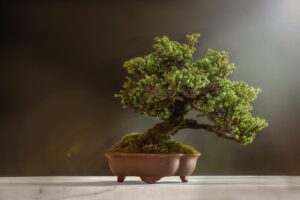 Bonsai resistente, ideale per principianti che dimenticano occasionalmente di annaffiarlo.