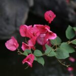 Bouganville fiorita in modo esplosivo con fiori colorati e rigogliosi in un giardino soleggiato.