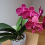 Orchidee in vaso con fertilizzante a base di caffè, evidenziando la crescita sana delle piante.