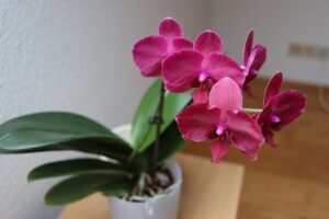 Orchidee in vaso con terreno fertilizzato al caffè, illustrando l'uso del caffè come nutrimento.