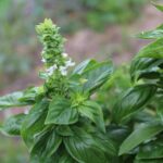 Pianta di basilico affiancata a una pianta alleata per una crescita ottimale e duratura.