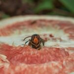 Calabrone nel giardino, metodo naturale per allontanarlo senza causare sofferenza.