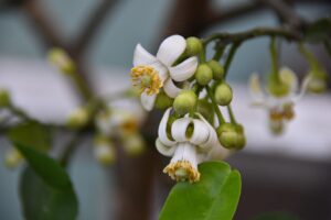 Limone in fiore con boccioli e foglie verdi, simbolo di cura per ottenere frutti.