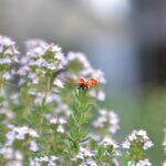 Pianta aromatica verde, ideale per allontanare insetti, con foglie lucide e profumate, facile da coltivare.
