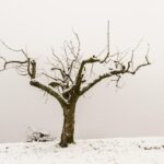 Potatura di alberi a gennaio: esempio di potatura su un albero da frutto in giardino.