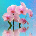 Orchidea innaffiata secondo il metodo giapponese, con acqua e strumenti tradizionali.