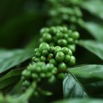 Pianta di caffè verde in vaso, pronta per la coltivazione domestica, con chicchi visibili.
