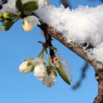 Potatura di piante a gennaio, evidenziando fiori e rami potati per una crescita sana.