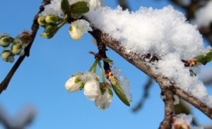 Potatura di piante a gennaio, evidenziando fiori e rami potati per una crescita sana.