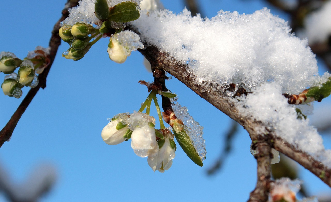 Potatura di piante a gennaio, evidenziando fiori e rami potati per una crescita sana.