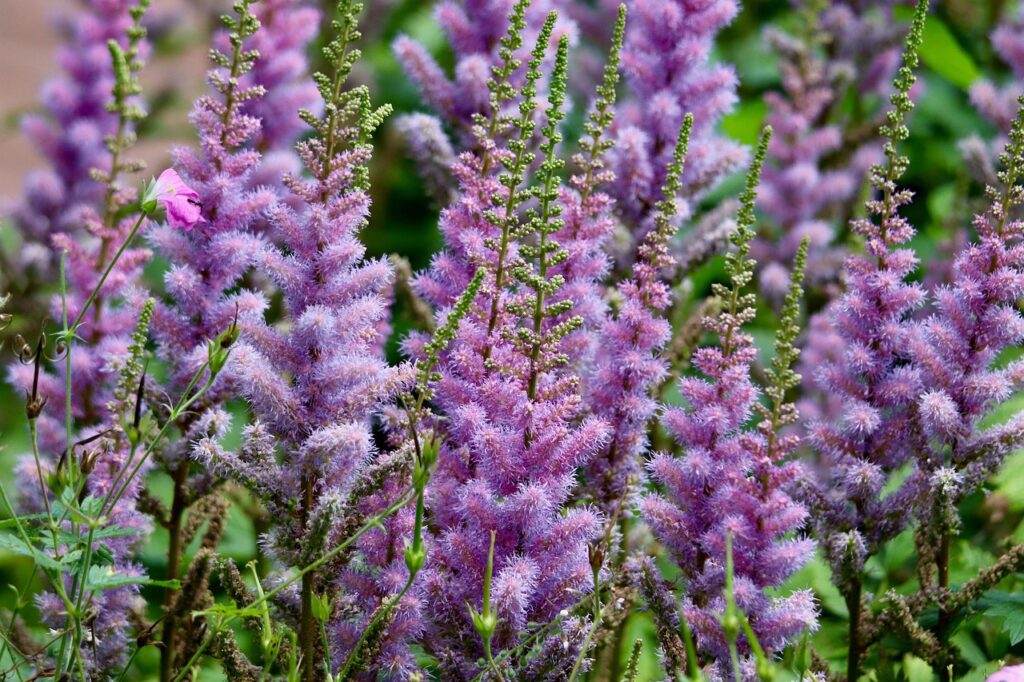 Aiuole perfette anche senza manutenzione: ecco le 7 perenni che fanno tutto da sole