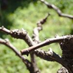 Potatura della vite: errore comune che compromette la produzione di uva.