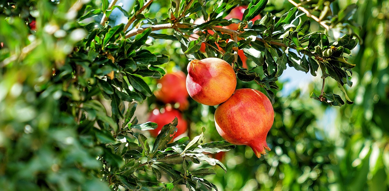 Ramo di melograno fiorito pronto per la potatura nel giardino.