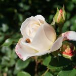 Rosa infetta da parassiti, con rimedi naturali in evidenza: sapone di Marsiglia e olio di neem.