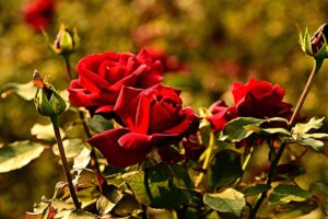 Rosa in fiore con foglie verdi, simbolo di giardinaggio e fioritura.