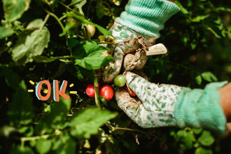 Come velocizzare la crescita dei pomodori: ecco il concime perfetto