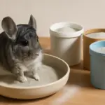 Qual è la migliore sabbia per il bagno dei cincillà? Scelte pratiche che migliorano il pelo