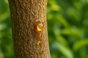 Gommosi del limone: come riconoscerla e difendere la pianta
